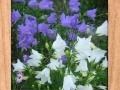 თამაშის Amazing Flowers 6
