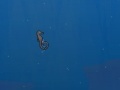 თამაშის Seahorse
