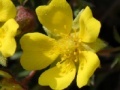 თამაშის Flowers