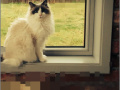 თამაშის RePixel Find a Cat 