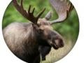 თამაშის Animal Quiz 