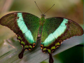 თამაშის 100 Pics Quiz Online
