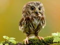 თამაშის Animal Hidden Stars