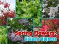 თამაშის Spring Flowers: Hidden Objects