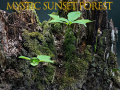 თამაშის Mystic sunset forest