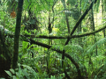 თამაშის Jigsaw puzzle: Rainforest