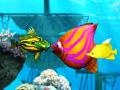 თამაშის Big Fish Eat Small Fish