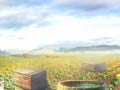 თამაშის Farm Treasure
