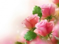 თამაშის Pink Roses