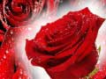 თამაშის Red Roses