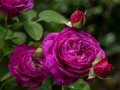 თამაშის Purple Roses