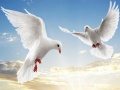 თამაშის Flying Birds