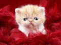 თამაშის Funny Kitty