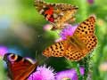 თამაშის Butterfly Slide