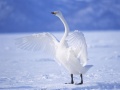 თამაშის Graceful Swans