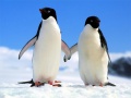 თამაშის Penguin Puzzle