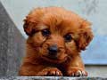 თამაშის Puppy Puzzle