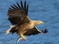 თამაშის Flying Birds Slide