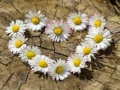 თამაშის Daisy Heart Jigsaw