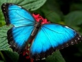 თამაშის Nature Jigsaw Puzzle Butterfly