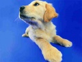 თამაშის Funny Cats And Dogs Jigsaw Puzzle