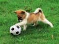 თამაშის Playful Puppy Outdoor Puzzle