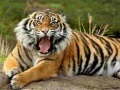თამაშის Animals Jigsaw Puzzle Tiger