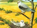 თამაშის Birds Of Prey Puzzle