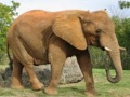 თამაშის Animals Jigsaw Puzzle - Elephants