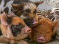 თამაშის Piglet Piggy Jigsaw