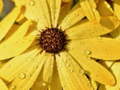 თამაშის Flower Petals Raindrop Jigsaw