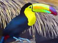 თამაშის Toucan Bird Jigsaw