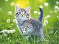 თამაშის Kittens Jigsaw