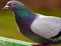 თამაშის Pigeon Jigsaw Puzzle
