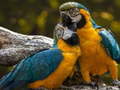 თამაშის Parrot Jigsaw