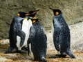 თამაშის King Penguin Jigsaw