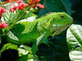 თამაშის Wild Iguana