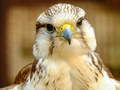 თამაშის Gyrfalcon Jigsaw