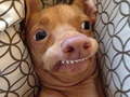 თამაშის What meme dog are you ?