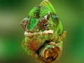 თამაშის Chameleon Jigsaw