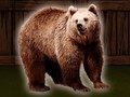 თამაშის Save The Grizzly Bear