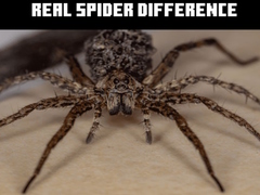 თამაშის Real Spider Difference